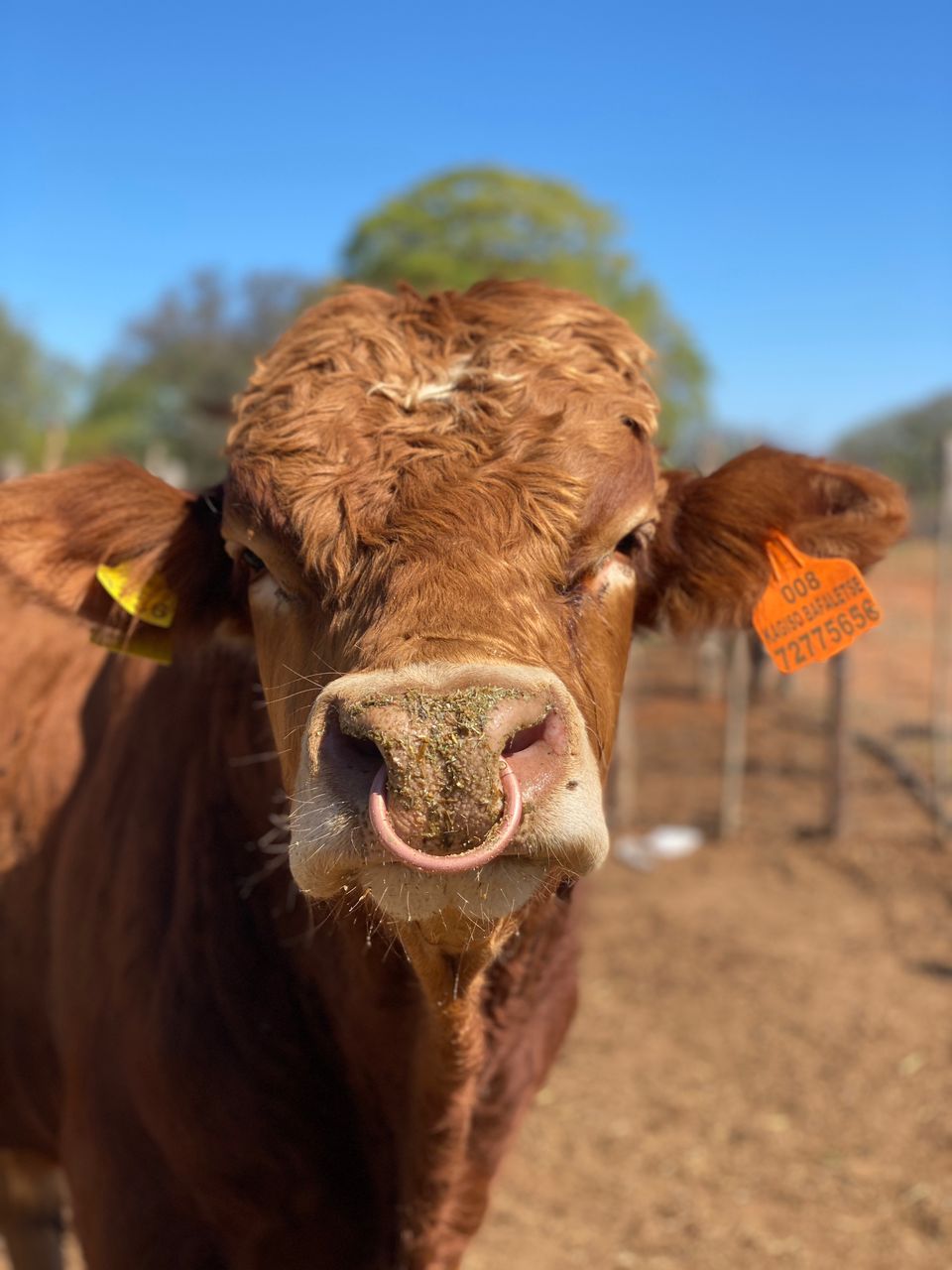 LK Beef Ranchers Family Ranch