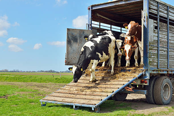 Livestock Transportation